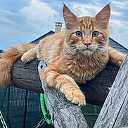 Azraël participe au concours pour gagner de l'argent avec cette photo : cat, orange_cat, tabby, feline, pet, animal, outdoor, wood, beam, sky, cloudy, fur, whiskers, ears, tail, paw, nature, backyard, resting, curious