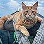 cat, orange_cat, tabby, feline, pet, animal, outdoor, wood, beam, sky, cloudy, fur, whiskers, ears, tail, paw, nature, backyard, resting, curious
