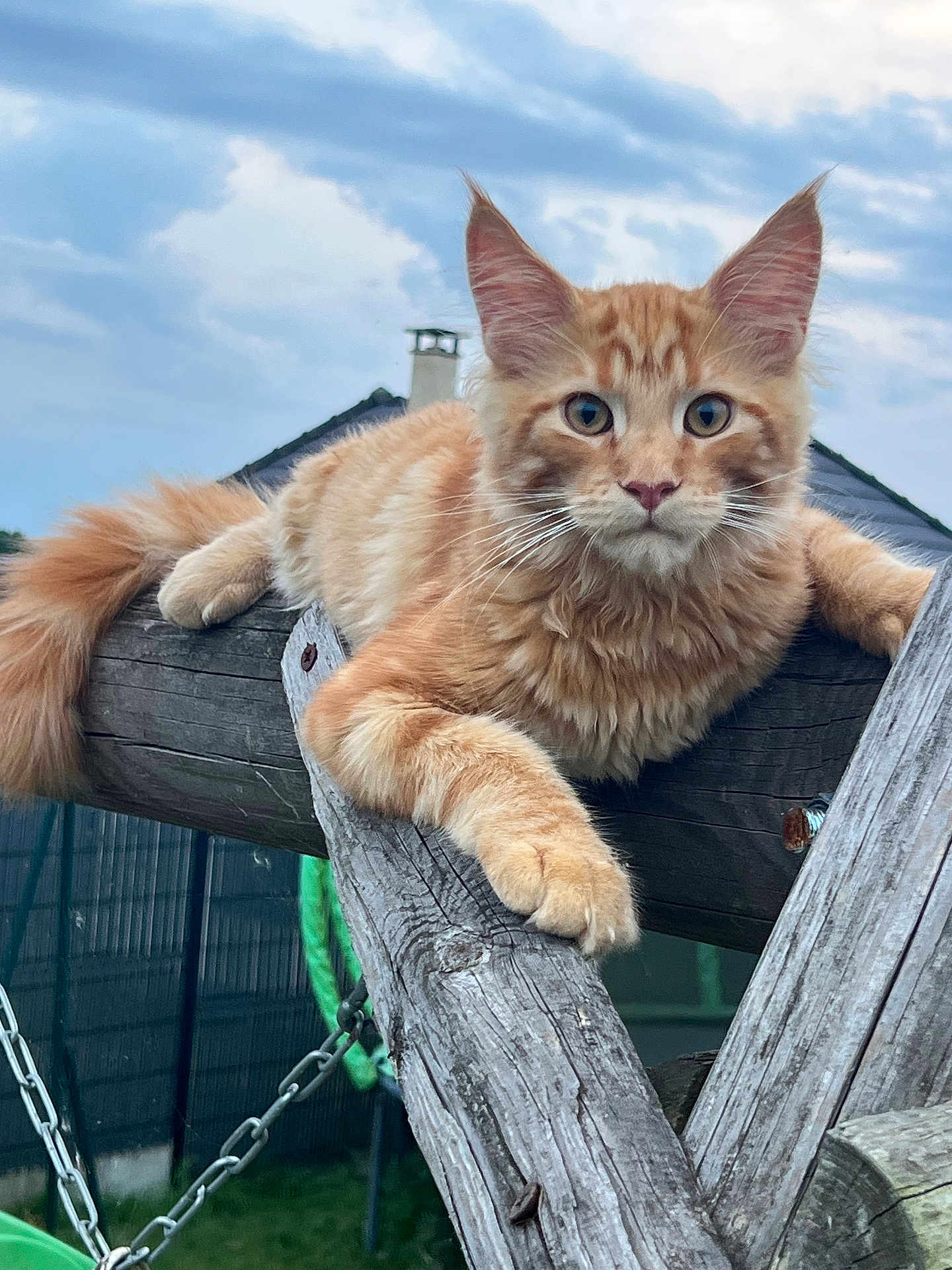 Azraël participe au concours pour gagner de l'argent avec cette photo : cat, orange_cat, tabby, feline, pet, animal, outdoor, wood, beam, sky, cloudy, fur, whiskers, ears, tail, paw, nature, backyard, resting, curious