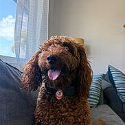 Dash joined the competition — help win amazing prizes! brown_dog, collar, companion, couch, curly_fur, curtain, cute, dog, domestic_animal, friendly, fur, happy, indoor, living_room, natural_light, pet, pillows, smiling, tongue_out, window