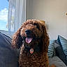 brown_dog, collar, companion, couch, curly_fur, curtain, cute, dog, domestic_animal, friendly, fur, happy, indoor, living_room, natural_light, pet, pillows, smiling, tongue_out, window