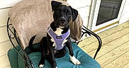 Coco joined the competition — help win amazing prizes! animal, black_dog, blanket, chair, cushion, cute, dog, domestic_animal, door, glass_door, outdoor, pet, pet_accessory, porch, puppy, purple_harness, sitting, white_paws, wooden_floor, young_dog