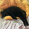 Sookie joined the competition — help win amazing prizes! black_cat, sleeping, bed, pillow, blanket, indoor, pet, feline, relaxed, cozy, resting, fur, animal, soft, comfort, yellow, pastel, domestic, cute, quiet