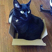Sookie is registered to the contest to win money with this photo: black_cat, cat, pet, cardboard_box, wooden_floor, collar, bell, charm, indoor, feline, animal, curious, alert, sitting, furniture_leg, domestic_cat, cozy, small_box, household, companion