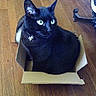 black_cat, cat, pet, cardboard_box, wooden_floor, collar, bell, charm, indoor, feline, animal, curious, alert, sitting, furniture_leg, domestic_cat, cozy, small_box, household, companion