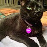 Sookie joined the competition — help win amazing prizes! animal, bed, black_cat, blanket, cat, close_up, collar, cozy, cute, domestic_cat, feline, fur, green_eyes, indoor, pet, portrait, relaxing, resting, tag, whiskers