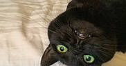 Sookie joined the competition — help win amazing prizes! cat, black_cat, green_eyes, lying_down, bed, pet, feline, whiskers, cute, animal, portrait, indoor, close_up, teeth, playful, fur, sleepy, resting, striped_bedspread, funny_expression