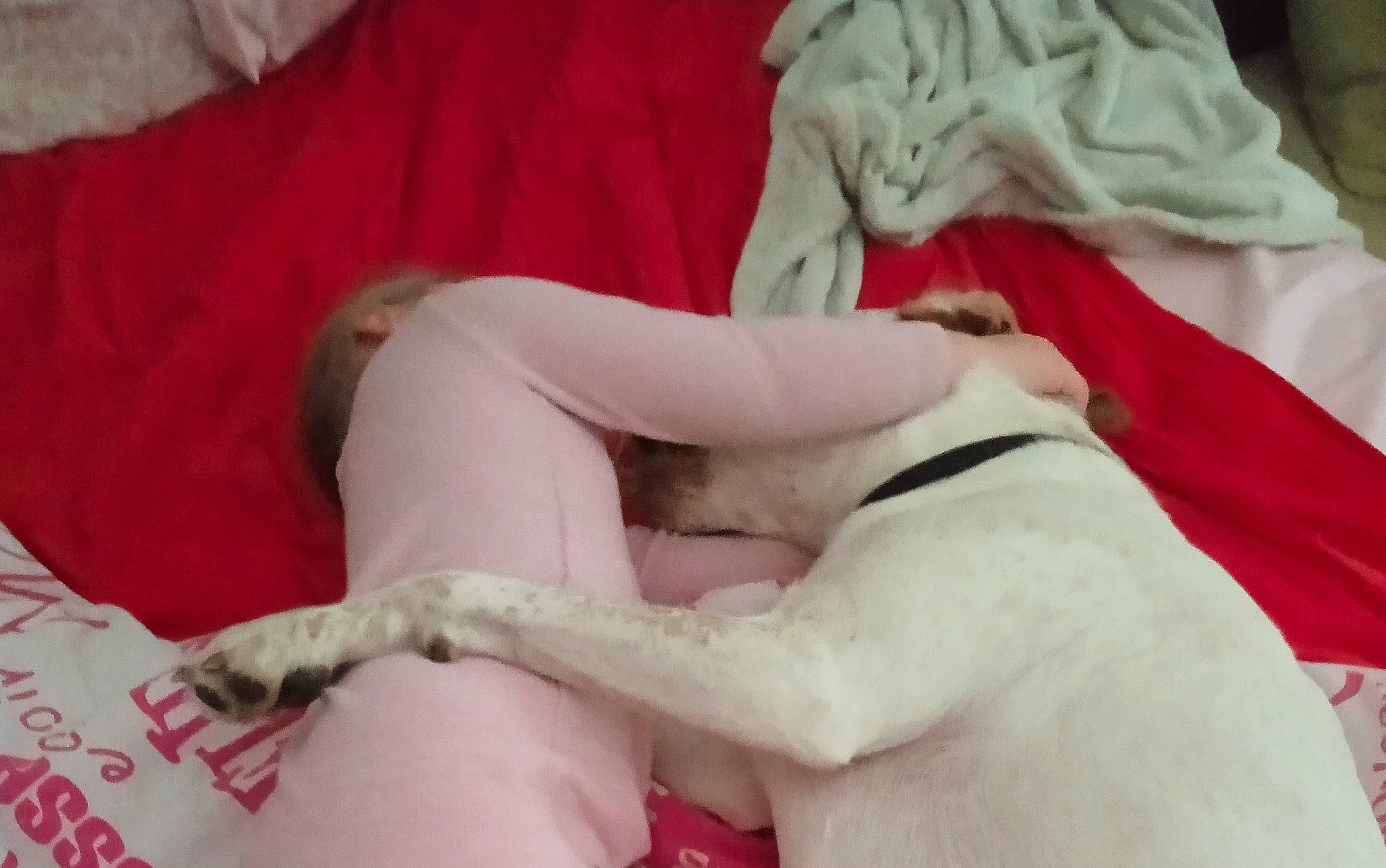 Sire a rejoint le concours — aidez-le/la à gagner de superbes lots ! bed, bed_sheet, bedding, carmine, carnivore, comfort, companion_dog, dog, dog_breed, fawn, felidae, fur, human_leg, linens, paw, small_to_medium_sized_cats, tail, textile, thigh, toy