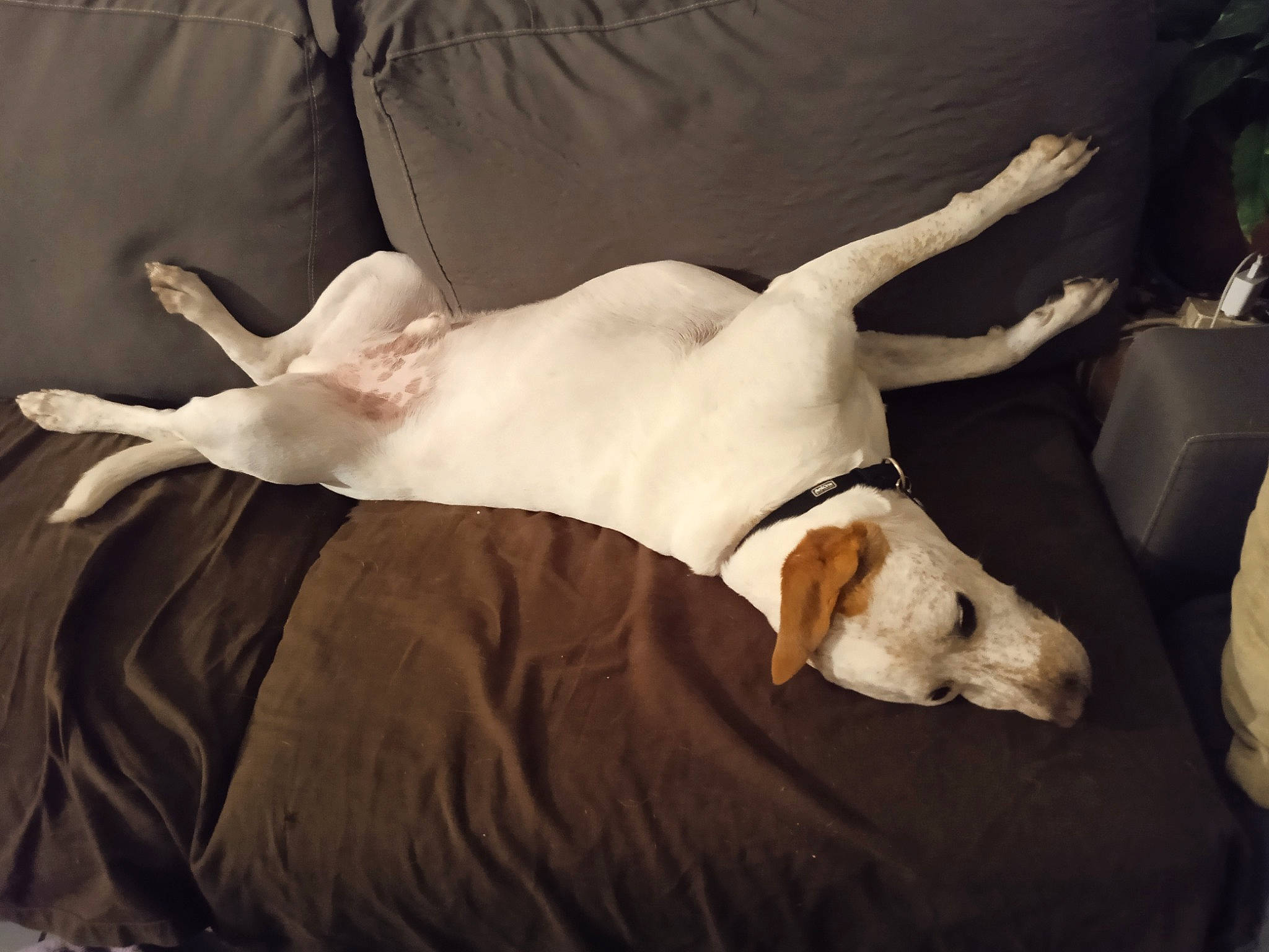 Sire a rejoint le concours — aidez-le/la à gagner de superbes lots ! art, bone, canidae, carnivore, collar, comfort, companion_dog, couch, dog, dog_breed, fawn, fur, linens, snout, sporting_group, tail, terrestrial_animal, toy_dog, vertebrate, working_animal