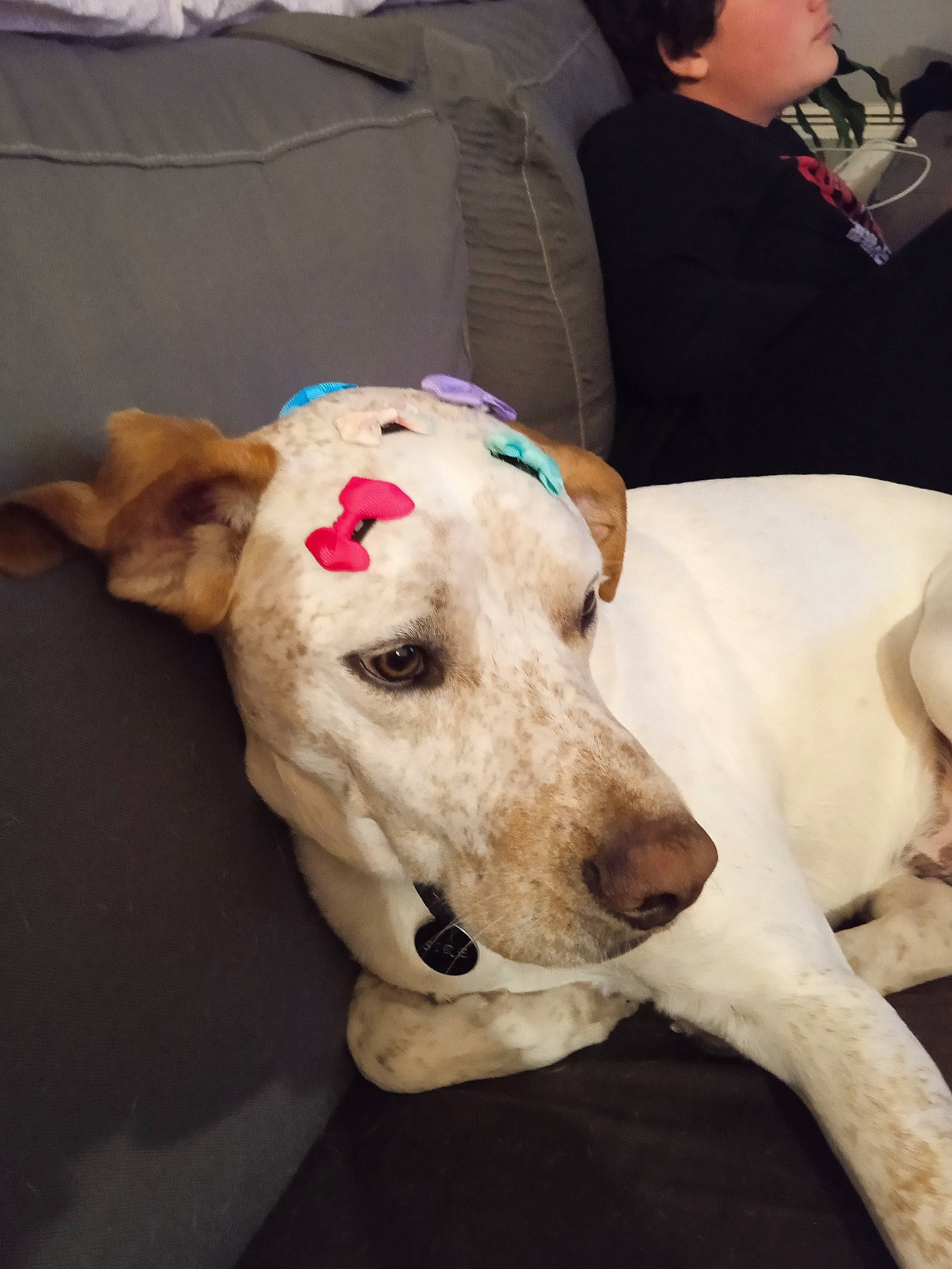 Sire a rejoint le concours — aidez-le/la à gagner de superbes lots ! canidae, carnivore, collar, companion_dog, dog, dog_breed, dog_collar, dog_supply, fawn, guard_dog, hortaya_borzaya, magyar_agar, pet_supply, polish_greyhound, rampur_greyhound, sighthound, snout, sporting_group, whiskers, working_animal