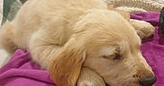 Bohême a rejoint le concours — aidez-le/la à gagner de superbes lots ! puppy, dog, golden_retriever, sleeping, blanket, purple_blanket, cozy, fur, pet, animal, cute, resting, indoors, soft, closeup, sleep, ears, nose, paw, relaxation