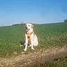 dog, orange_harness, grass, dirt_path, field, sky, outdoor, sunny, canine, pet, nature, happy, sitting, daytime, animal, landscape, green, blue_sky, summer, leisure