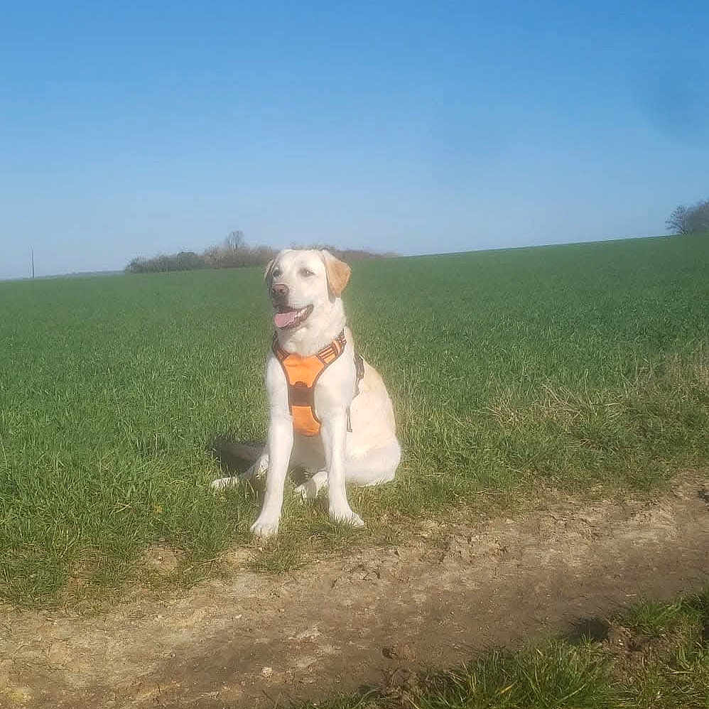 Tsuki participe au concours pour gagner de l'argent avec cette photo : dog, orange_harness, grass, dirt_path, field, sky, outdoor, sunny, canine, pet, nature, happy, sitting, daytime, animal, landscape, green, blue_sky, summer, leisure