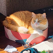 Juan is registered to the contest to win money with this photo: animal, box, carpet, cat, closeup, cozy, crumpled_paper, domestic_cat, floor, fluffy, furniture, indoor, orange_cat, pet, relaxing, resting, sunlight, toy, warm_light, white_cat