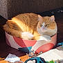 animal, box, carpet, cat, closeup, cozy, crumpled_paper, domestic_cat, floor, fluffy, furniture, indoor, orange_cat, pet, relaxing, resting, sunlight, toy, warm_light, white_cat