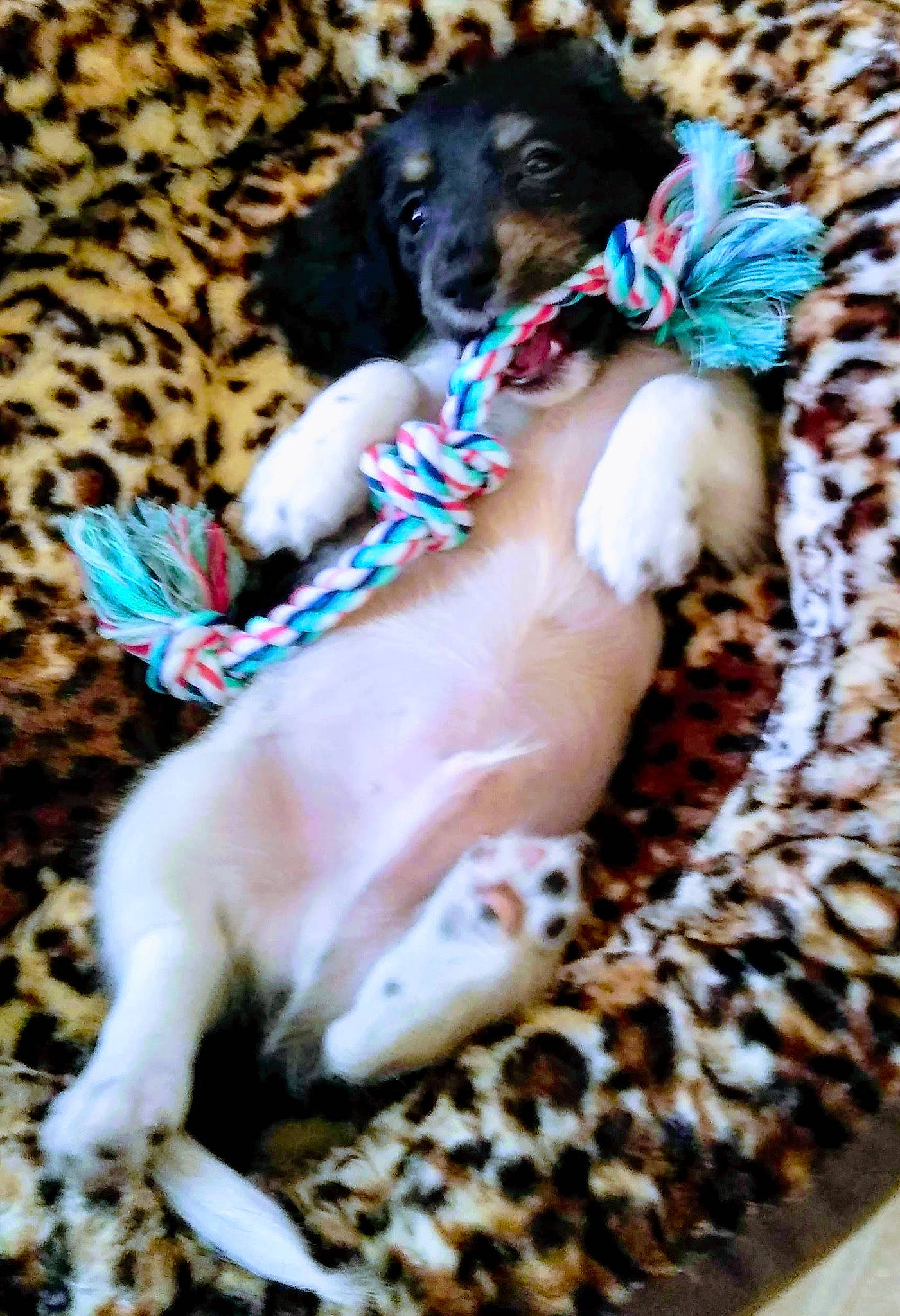 Suggs joined the competition — help win amazing prizes! canidae, carnivore, comfort, companion_dog, dog, dog_breed, dog_supply, fawn, felidae, fur, linens, nap, paw, small_to_medium_sized_cats, sporting_group, tail, terrestrial_animal, toy_dog, whiskers, working_animal