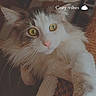 Ruby a rejoint le concours — aidez-le/la à gagner de superbes lots ! cat, fluffy_cat, yellow_eyes, cat_tree, paw, cozy, indoor, pet, fur, whiskers, close_up, relaxed, cute, animal, feline, soft_texture, warm_lighting, curious, domestic_cat, tattoo
