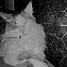 cat, feline, pet, relaxed, sleepy, fur, whiskers, paw, closeup, indoor, monochrome, black_and_white, texture, animal, cute, resting, cozy, soft, calm, quiet