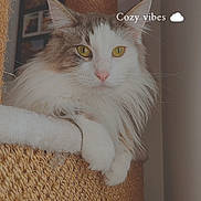 Ruby participe au concours pour gagner de l'argent avec cette photo : cat, long_hair, yellow_eyes, scratching_post, cozy, indoor, pet, feline, white_fur, gray_fur, paw, relaxed, portrait, animal, houseplant, furniture, home, cute, mammal, whiskers