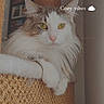 cat, long_hair, yellow_eyes, scratching_post, cozy, indoor, pet, feline, white_fur, gray_fur, paw, relaxed, portrait, animal, houseplant, furniture, home, cute, mammal, whiskers