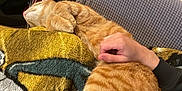 Simba joined the competition — help win amazing prizes! animal, bag, bed, bedroom, blanket, bodypart, cat, clothing, couch, face, finger, furniture, glove, hand, head, person, pet, photography, portrait, sleeping