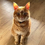 Simba joined the competition — help win amazing prizes! cat, orange_tabby, pet, animal, indoor, wooden_floor, sunlight, ears, whiskers, fur, collar, sitting, looking, domestic_cat, cute, feline, mammal, portrait, close_up, home