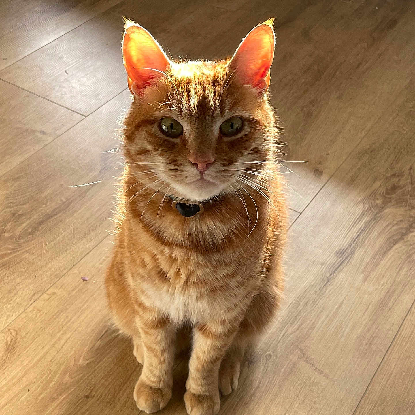 Simba joined the competition — help win amazing prizes! animal, cat, close_up, collar, cute, domestic_cat, ears, feline, fur, home, indoor, looking, mammal, orange_tabby, pet, portrait, sitting, sunlight, whiskers, wooden_floor