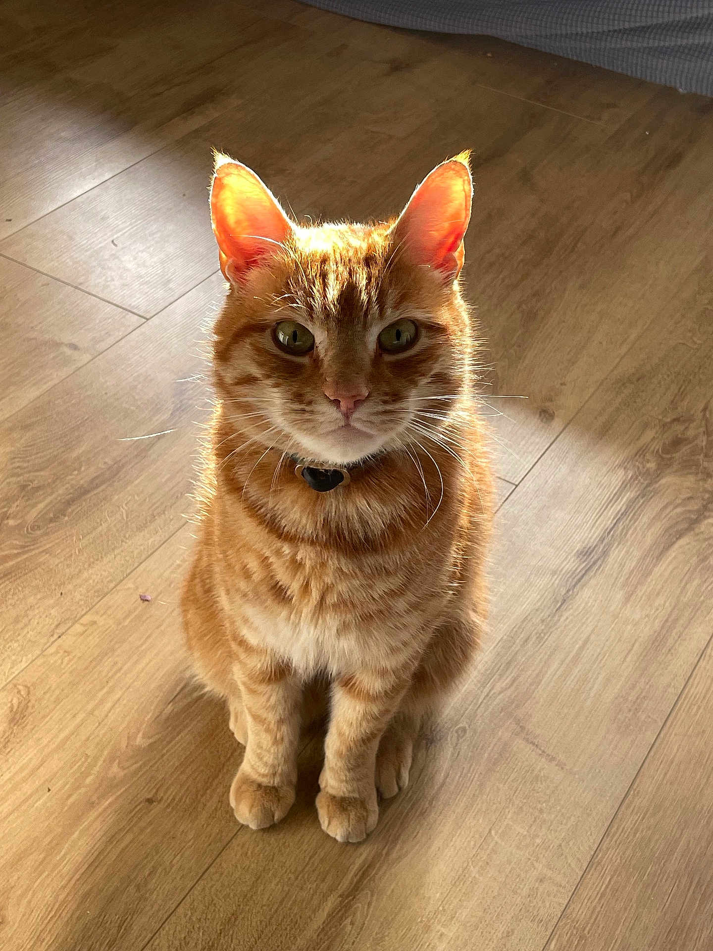 Simba joined the competition — help win amazing prizes! cat, orange_tabby, pet, animal, indoor, wooden_floor, sunlight, ears, whiskers, fur, collar, sitting, looking, domestic_cat, cute, feline, mammal, portrait, close_up, home