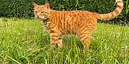 Simba joined the competition — help win amazing prizes! alert, animal, cat, daylight, feline, fur, garden, grass, greenery, hedge, leaf, mammal, nature, orange_tabby, outdoor, pet, sky, standing, tail, whiskers
