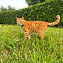 Simba joined the competition — help win amazing prizes! alert, animal, cat, daylight, feline, fur, garden, grass, greenery, hedge, leaf, mammal, nature, orange_tabby, outdoor, pet, sky, standing, tail, whiskers