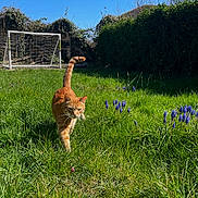 Simba joined the competition — help win amazing prizes! animal, blue_sky, cat, daylight, flowers, garden, grass, greenery, hedge, leafy, mammal, nature, orange_tabby, outdoor, pet, small_flower, soccer_goal, spring, sunny, walking