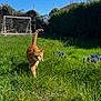 animal, blue_sky, cat, daylight, flowers, garden, grass, greenery, hedge, leafy, mammal, nature, orange_tabby, outdoor, pet, small_flower, soccer_goal, spring, sunny, walking