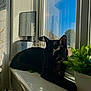 Loki joined the competition — help win amazing prizes! animal, black_cat, cat, curtain, daylight, fur, glass, household_items, indoor, pet, plant, potted_plant, reflection, relaxing, shadow, sky, sunlight, window, windowsill, yellow_eye