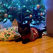 Loki is registered to the contest to win money with this photo: animal, black_cat, cat, christmas_lights, christmas_ornaments, christmas_tree, cozy, cute, decorations, festive, gift_wrap, holiday, holiday_season, home, indoor, pet, present, relaxed, sweater, wood_floor