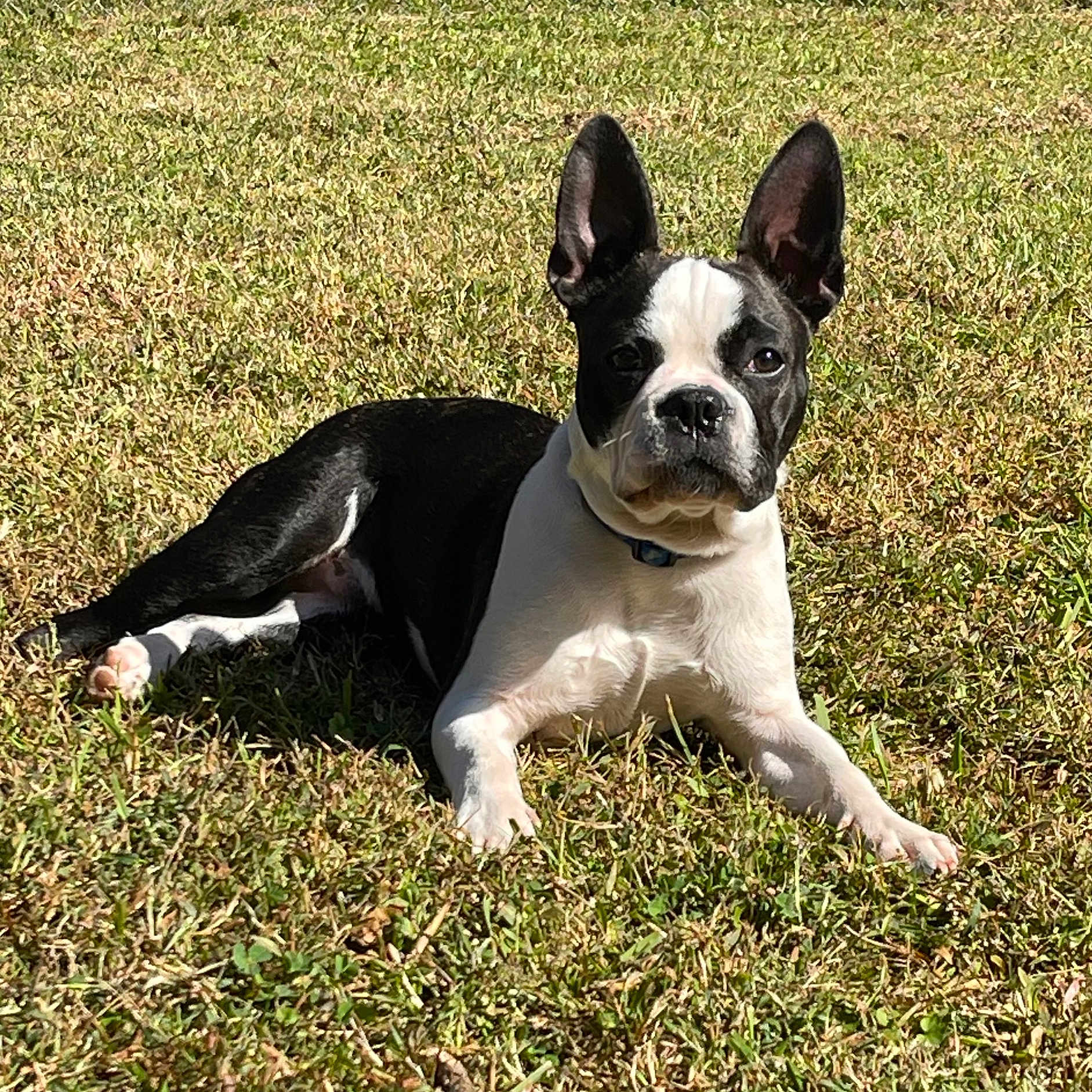 Charlie joined the competition — help win amazing prizes! animal, bostonbull, boxer, bulldog, canine, dog, field, frenchbulldog, grass, grassland, lawn, nature, outdoors, pet, pitbull, plant, puppy, terrier, whitedog