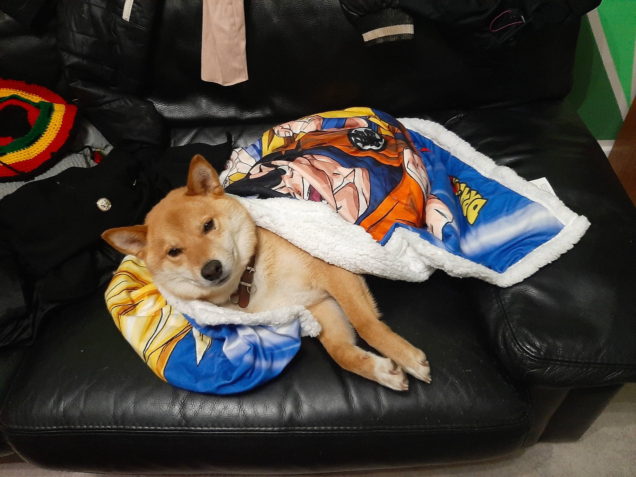 Foxy a rejoint le concours — aidez-le/la à gagner de superbes lots ! bag, bean_bag, canidae, carnivore, comfort, companion_dog, couch, dog, dog_bed, dog_breed, dog_supply, fawn, linens, non_sporting_group, pet_supply, pillow, sofa_bed, sporting_group, throw_pillow, working_animal