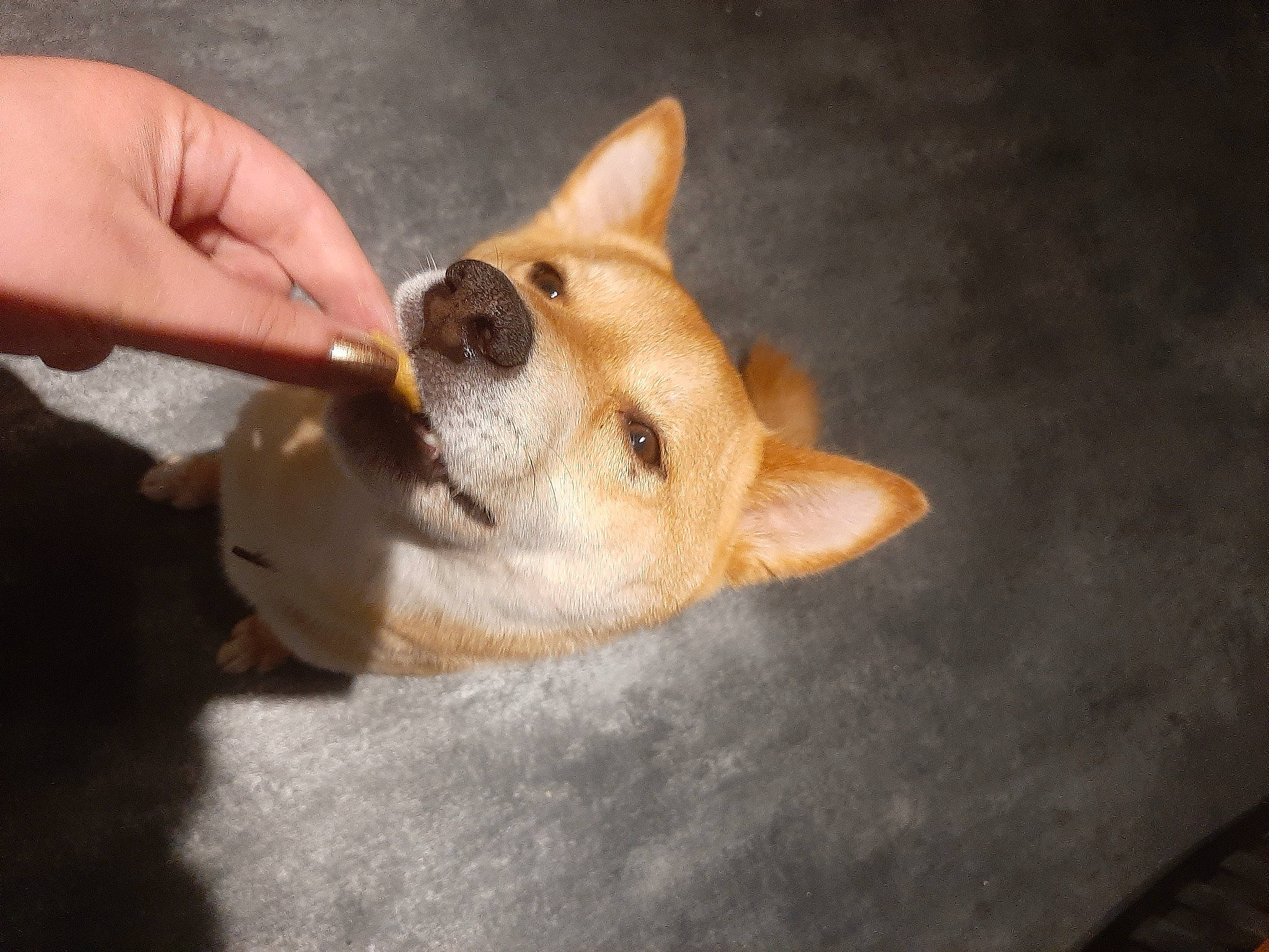 Foxy a rejoint le concours — aidez-le/la à gagner de superbes lots ! ancient_dog_breeds, canidae, canis, carnivore, companion_dog, dog, dog_breed, fawn, fur, german_spitz_mittel, nail, non_sporting_group, snout, spitz, sporting_group, terrestrial_animal, toy_dog, whiskers, wildlife, wood