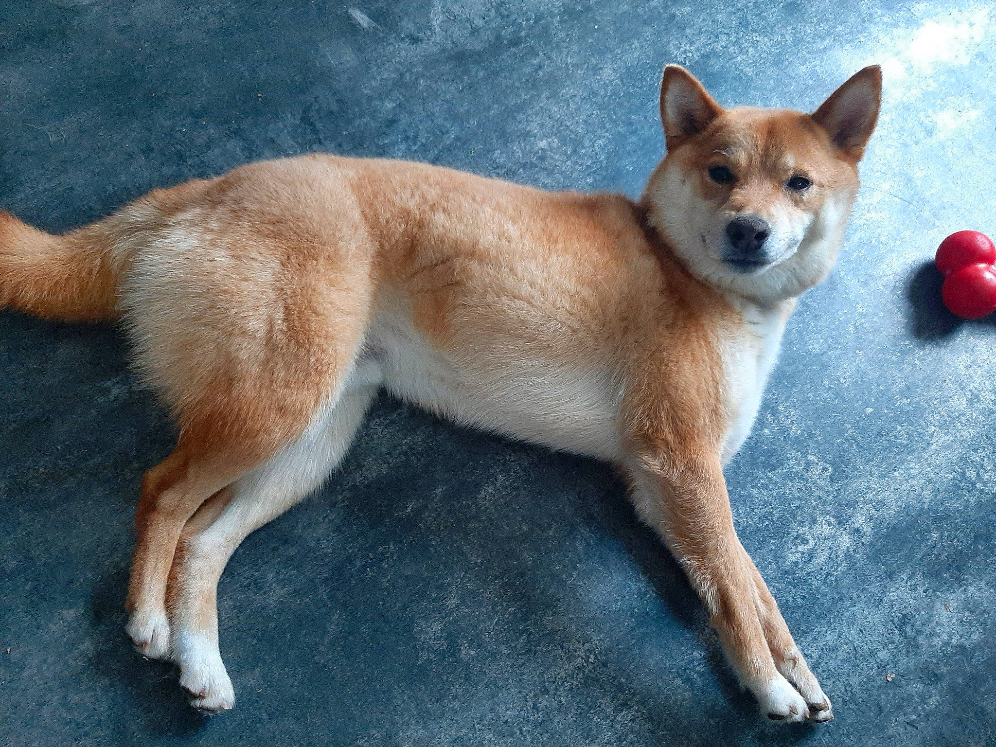 Foxy a rejoint le concours — aidez-le/la à gagner de superbes lots ! ancient_dog_breeds, balance, canidae, carmine, carnivore, collar, companion_dog, dog, dog_breed, dog_supply, fawn, fur, non_sporting_group, snout, sporting_group, tail, terrestrial_animal, whiskers, wildlife, working_animal