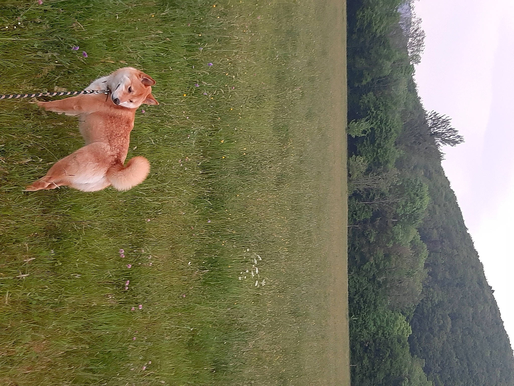 Foxy participe au concours pour gagner de l'argent avec cette photo : art, beak, concrete, fawn, fish, grass, landscape, lawn_ornament, plant, plant_stem, seabird, shrub, sky, soil, tail, tree, trunk, wildlife, wing, wood