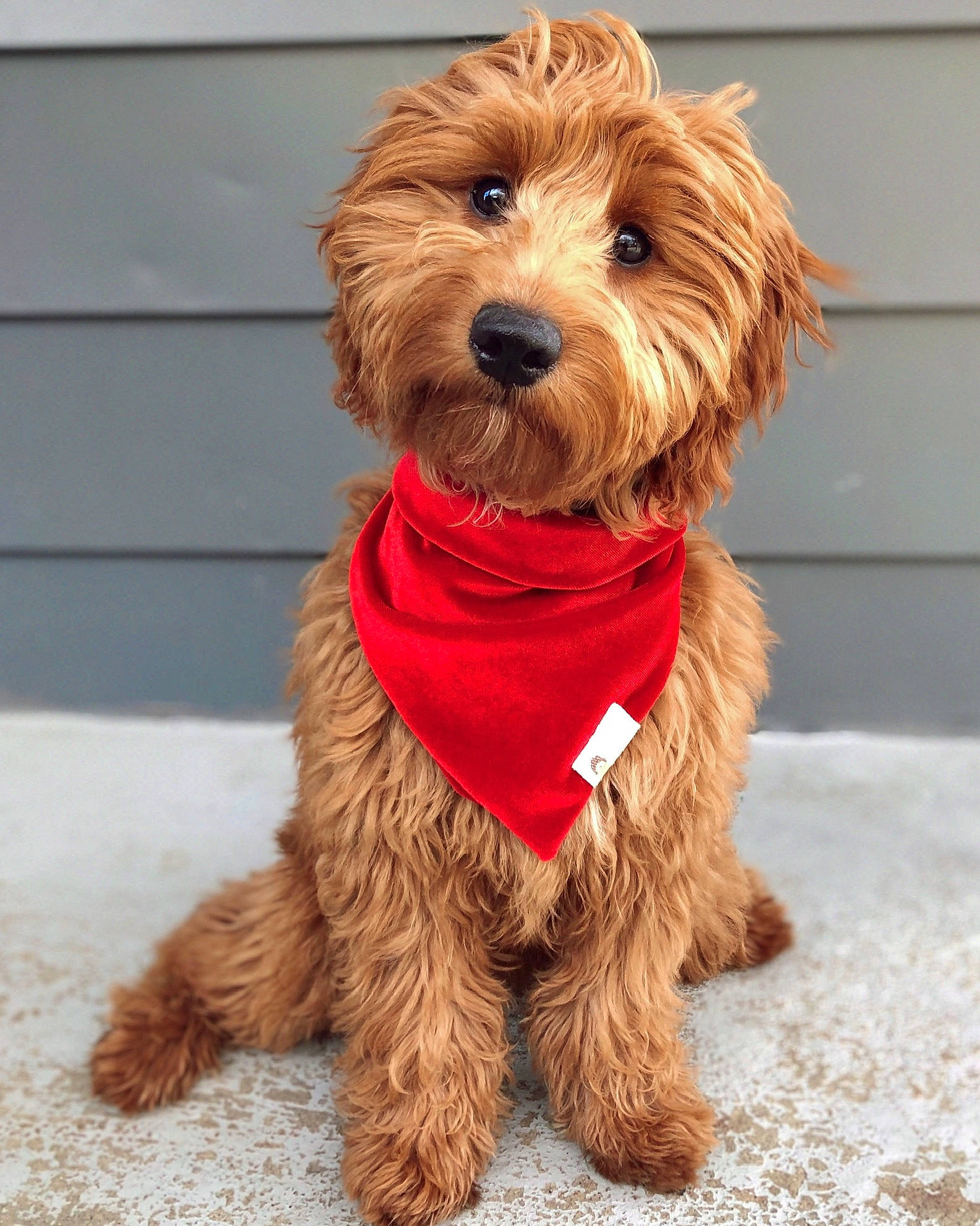 Laker joined the competition — help win amazing prizes! canidae, carnivore, cavapoo, collar, companion_dog, dog, dog_breed, dog_clothes, dog_collar, dog_supply, fur, leash, mammal, pet_supply, small_terrier, snout, sporting_group, terrier, vertebrate, working_animal