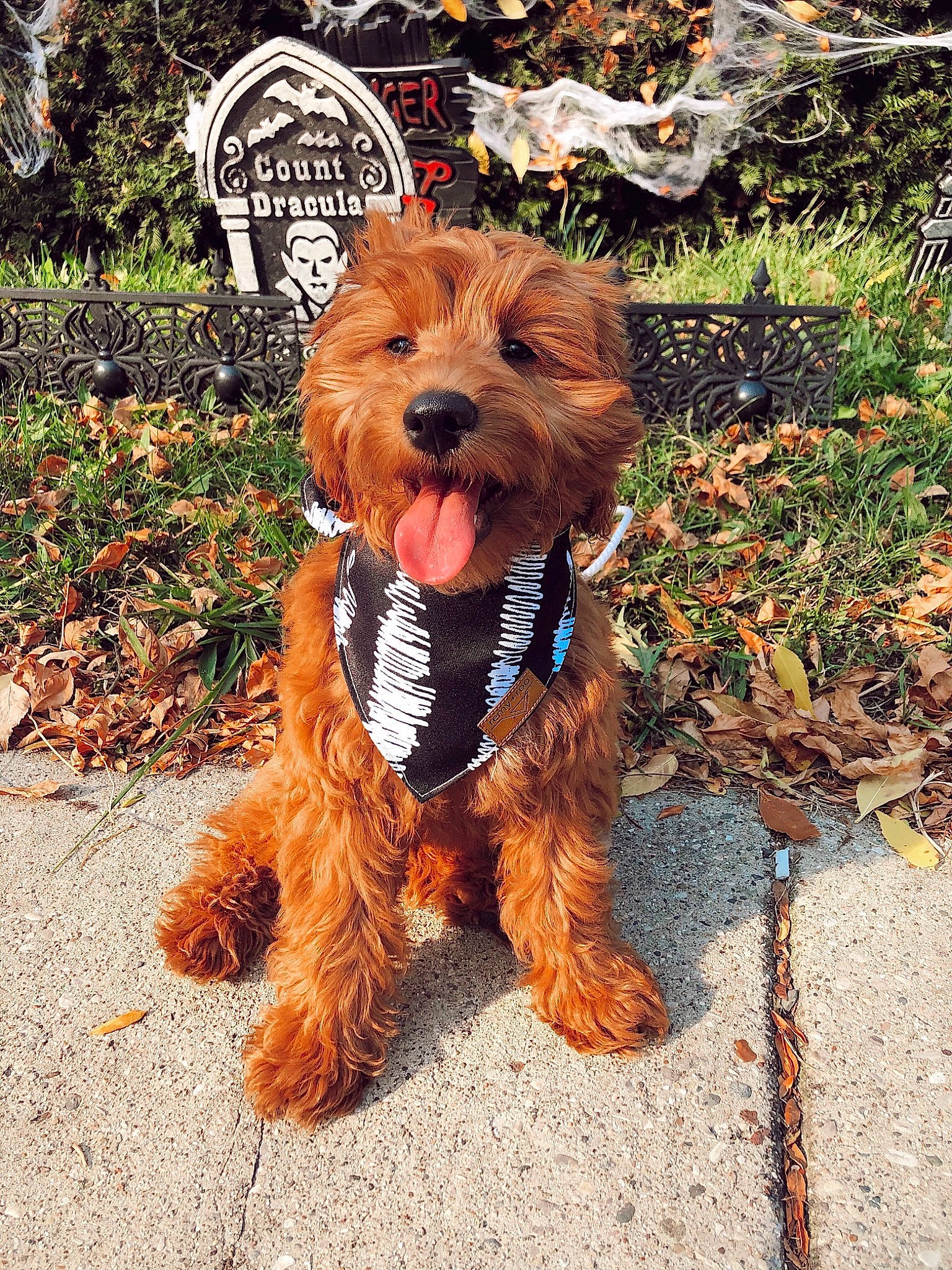 Laker joined the competition — help win amazing prizes! canidae, carnivore, collar, companion_dog, dog, dog_breed, dog_clothes, dog_collar, dog_supply, fur, leash, mammal, pet_supply, small_terrier, snout, sporting_group, terrier, vertebrate, water_dog, working_animal