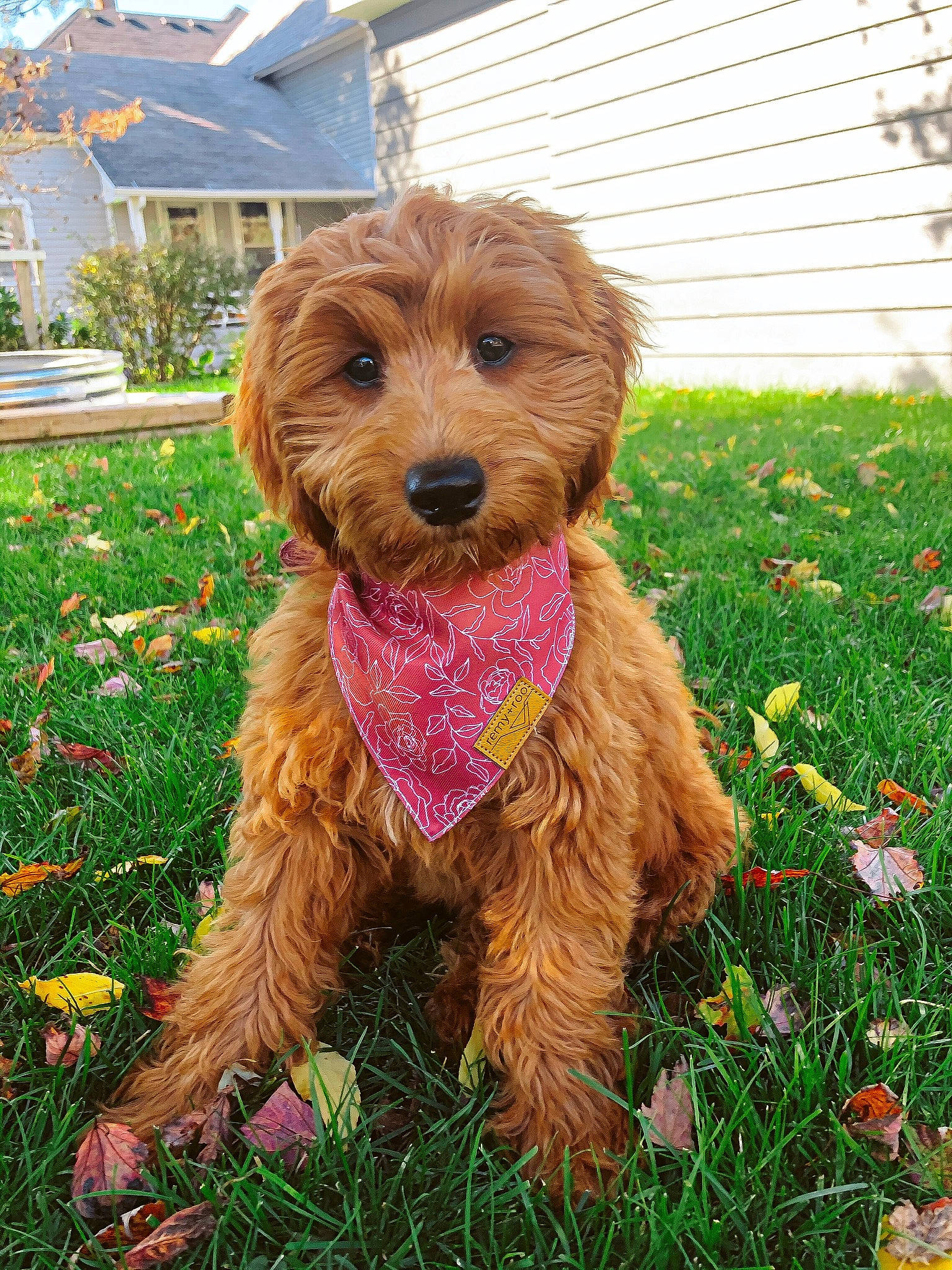 Laker is registered to the contest to win money with this photo: canidae, carnivore, cavapoo, companion_dog, dog, dog_breed, dog_collar, dog_supply, lawn, liver, mammal, pet_supply, small_terrier, snout, sporting_group, terrier, toy_dog, water_dog, working_animal, yard