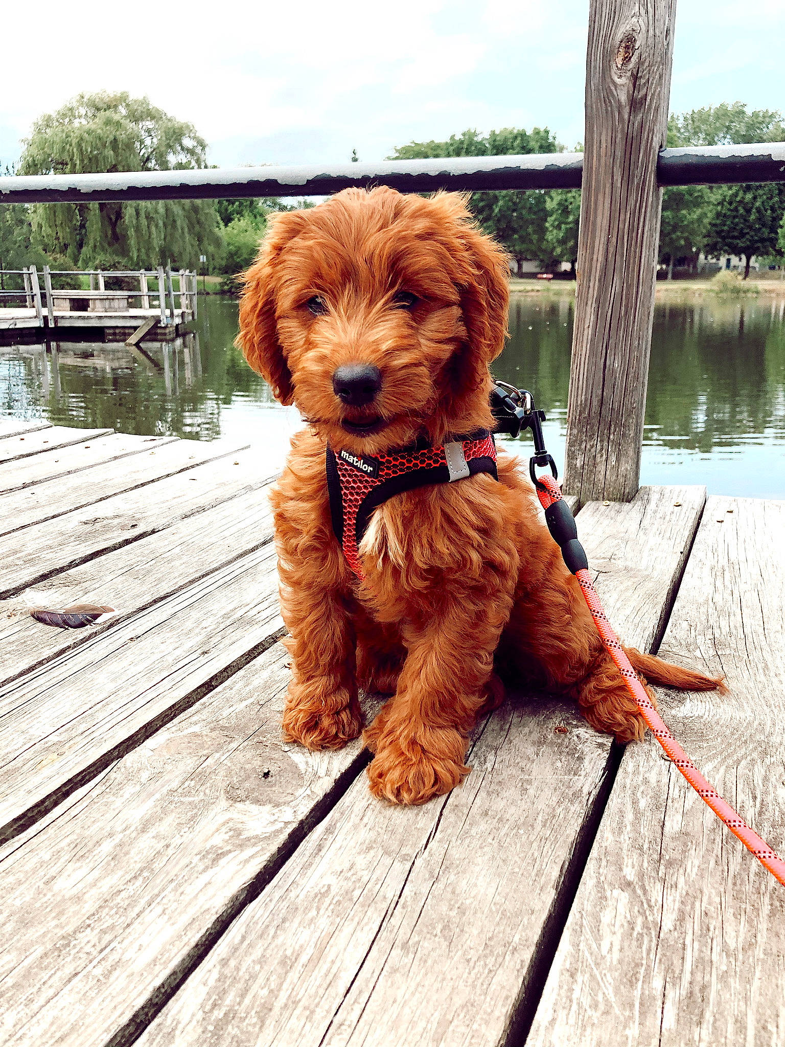 Laker joined the competition — help win amazing prizes! canidae, carnivore, collar, companion_dog, dog, dog_breed, dog_collar, fawn, hardwood, leash, liver, pet_supply, plank, reflection, sporting_group, water_dog, wetland, wood, wood_flooring, wood_stain