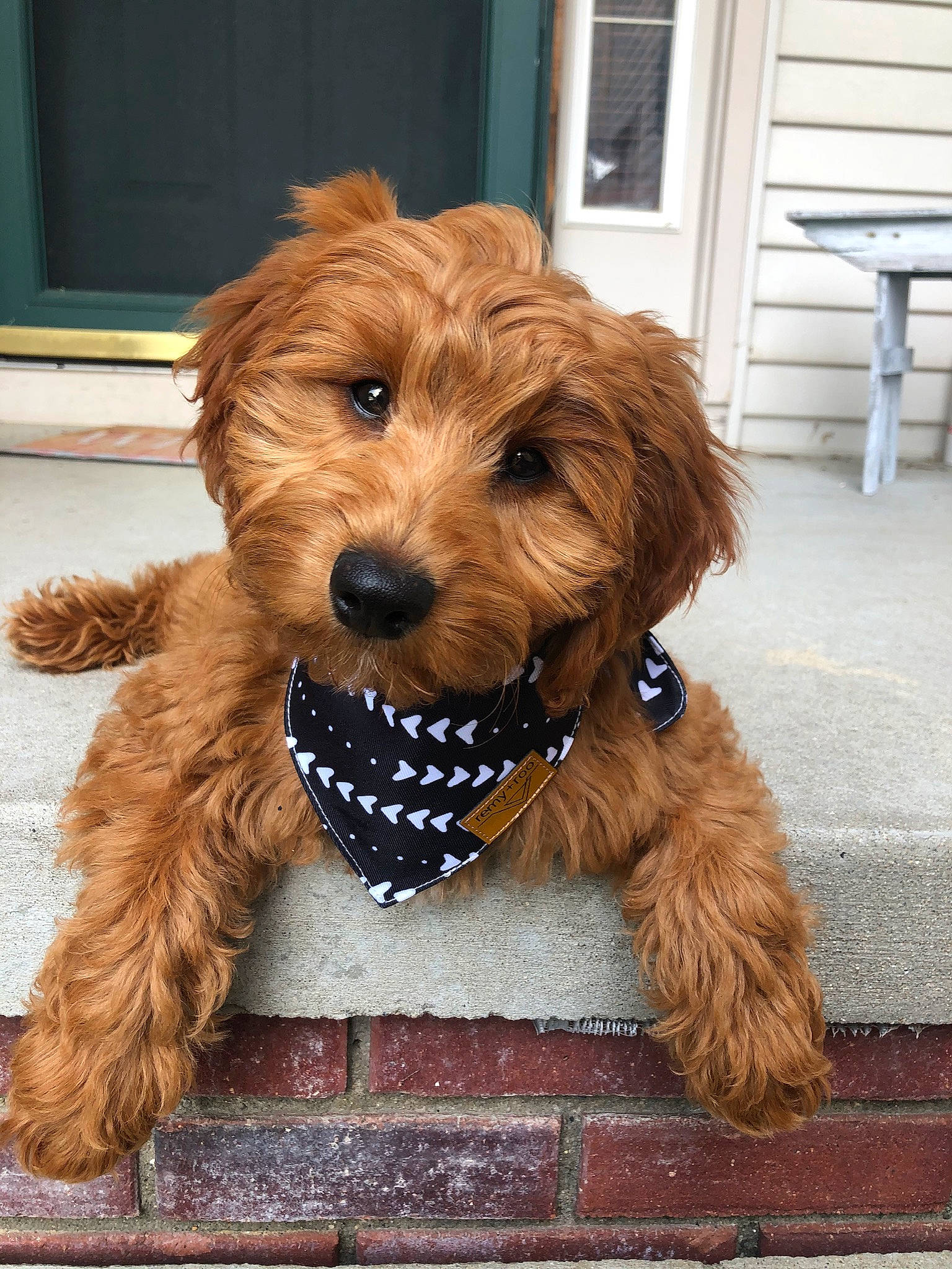 Laker is registered to the contest to win money with this photo: brown, canidae, carnivore, collar, companion_dog, dog, dog_breed, dog_clothes, dog_collar, dog_supply, fur, home, liver, mammal, pet_supply, snout, sporting_group, terrier, vertebrate, working_animal