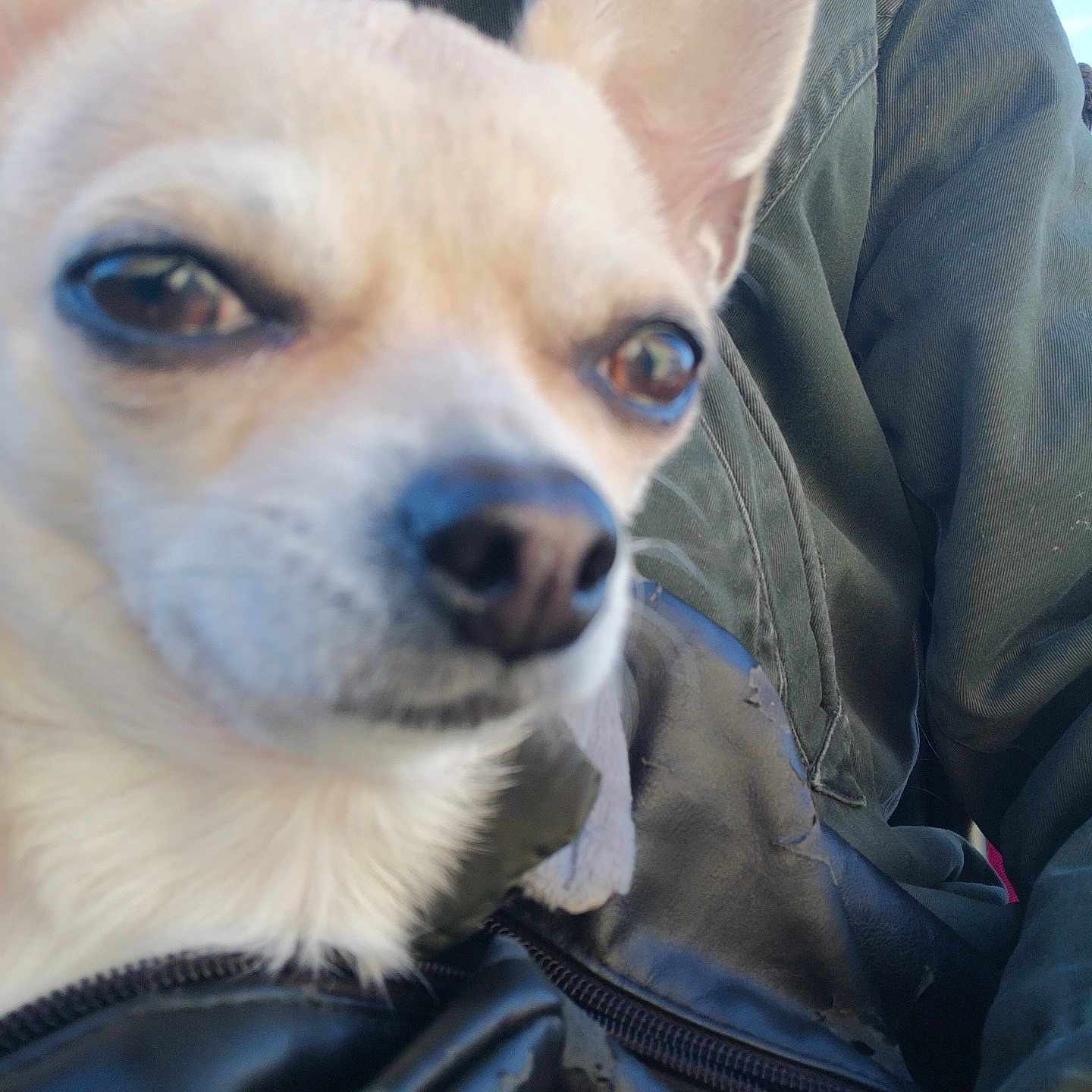 Pupu participe au concours pour gagner de l'argent avec cette photo : dog, chihuahua, close_up, ears, jacket, black_jacket, green_jacket, person, outdoor, face, pet, animal, fur, nose, eyes, portrait, casual, cozy, warm, expression