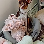 Uno a rejoint le concours — aidez-le/la à gagner de superbes lots ! alert, animal, brown_white, collar, cozy, curious, cute, dog, ears, floor_tiles, furniture, home, indoor, pet_bed, plush_toy, relaxed, sitting, small_dog, soft_toys, stuffed_animal