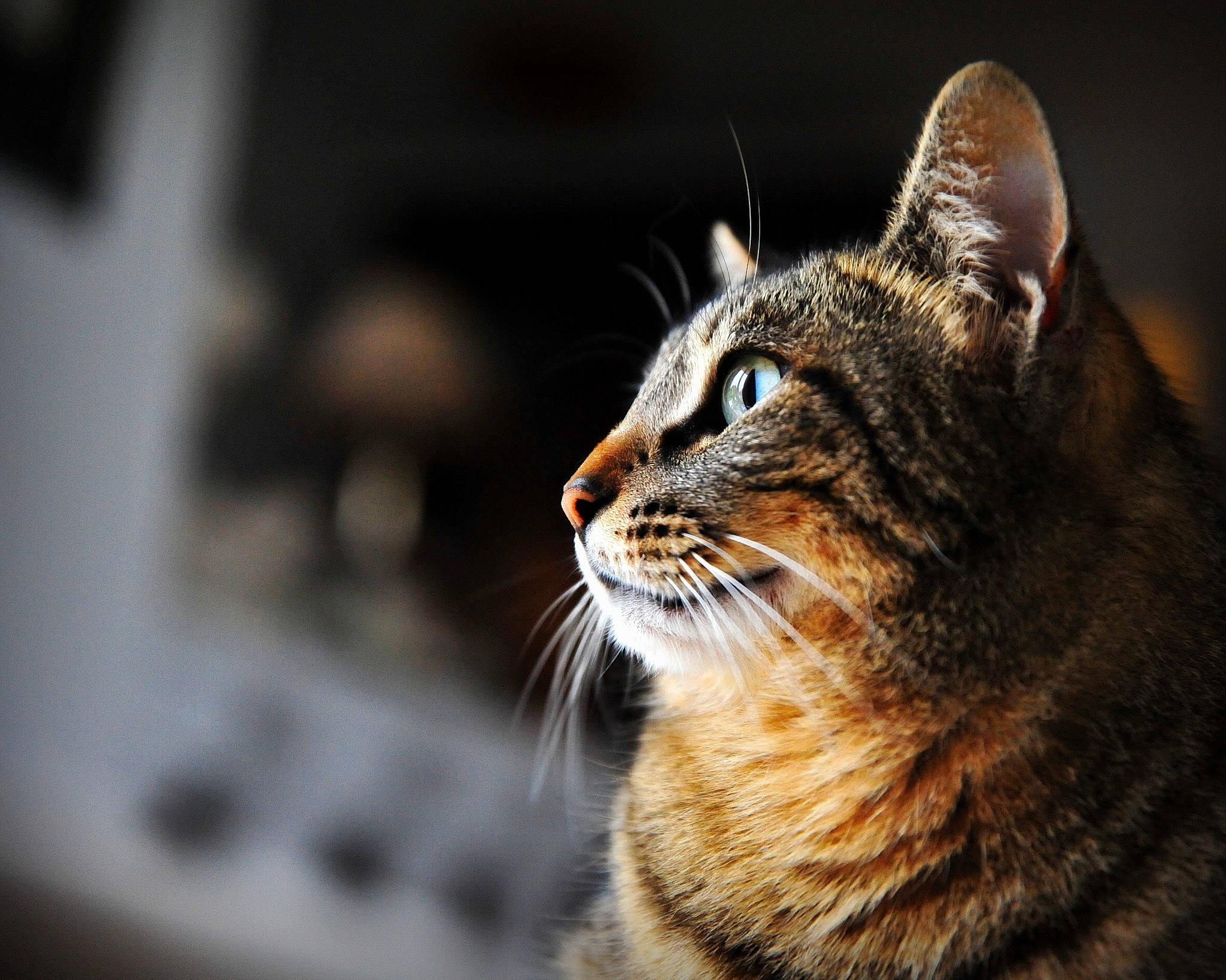 Caprice participe au concours pour gagner de l'argent avec cette photo : carnivore, cat, close_up, domestic_short_haired_cat, eye, felidae, fur, grass, lynx, paw, small_to_medium_sized_cats, snout, tail, terrestrial_animal, whiskers, wildlife, window