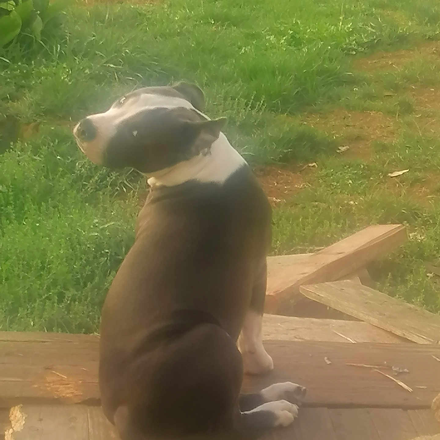 Thanos a rejoint le concours — aidez-le/la à gagner de superbes lots ! animal, back_view, black_and_white, canine, companion, curious, daylight, dog, domestic_animal, grass, leisure, nature, outdoor, pet, plant, quiet, side_view, sitting, wooden_deck, yard