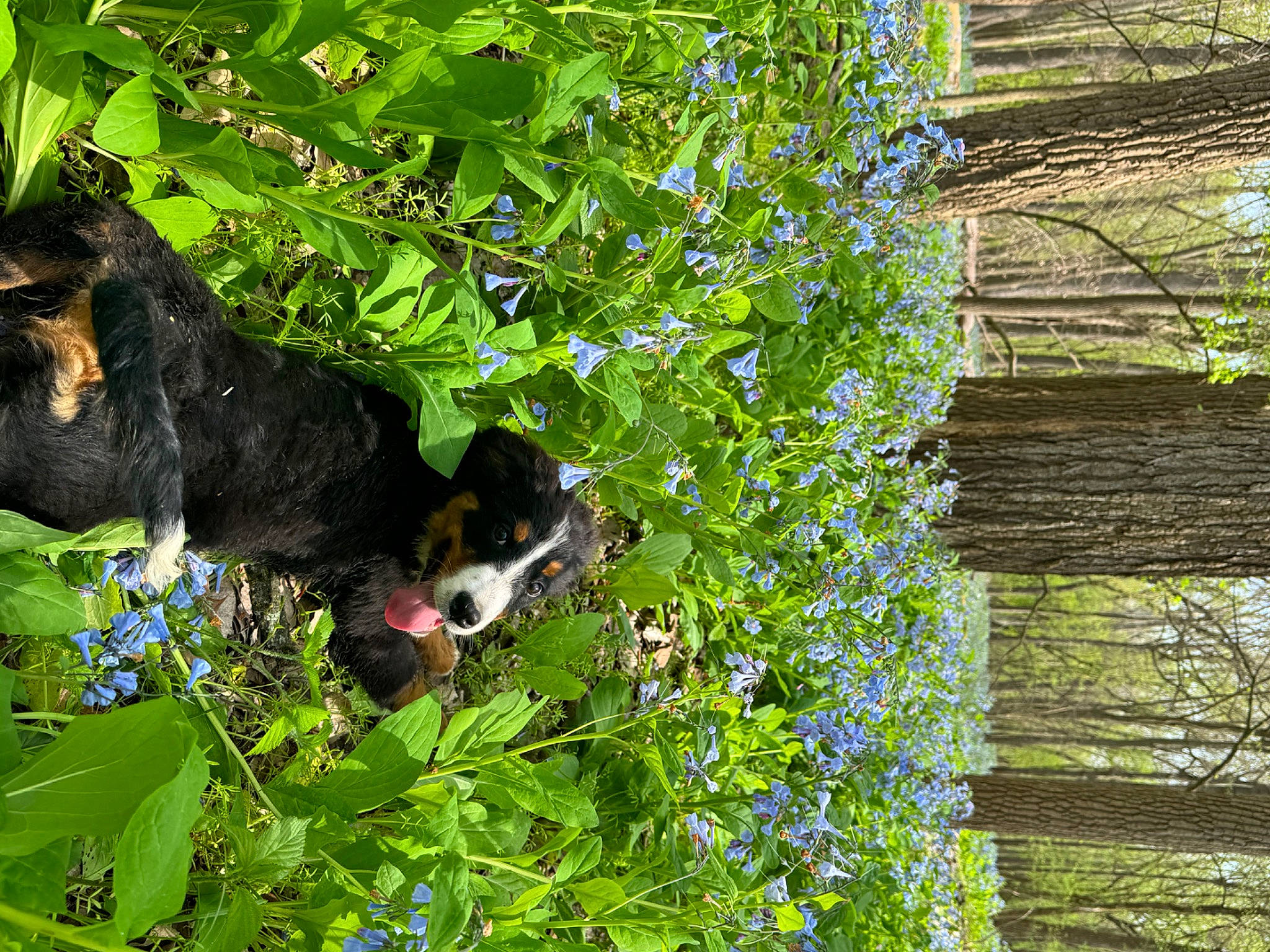 June Bug is registered to the contest to win money with this photo: annual_plant, carnivore, dog, dog_breed, flower, flowering_plant, grass, groundcover, herb, landscape, natural_landscape, plant, shrub, tail, terrestrial_animal, tree, vegetation, window, wood, working_animal