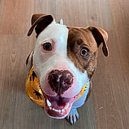 Chase is registered to the contest to win money with this photo: animal, bandana, brown, canine, cute, dog, domestic, ears, floor, friendly, happy, indoor, looking_up, mammal, nose, pet, portrait, smiling, teeth, white